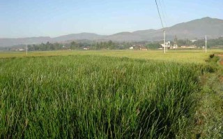 江苏种植荸荠什么时候,江苏哪里有荸荠种植基地