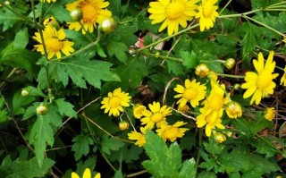 哪里野菊好（哪里野菊花好）