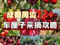 九襄和汉源哪个车厘子好吃,车厘子哪里的好吃又甜