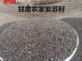 苏子籽哪里（紫苏子一亩产多少斤苏子籽）