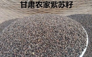 苏子籽哪里（紫苏子一亩产多少斤苏子籽）