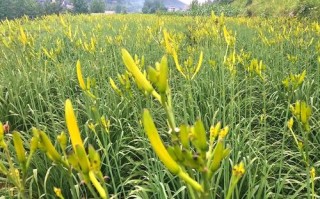 黄花菜哪里的好（黄花菜哪里产地好）