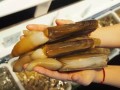 蛏子皇哪里的（一斤蛏子皇大概有多少个）