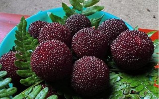 杨梅哪里好吃（杨梅哪里好吃又甜）