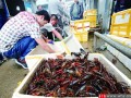 龙虾的销售市场怎么样（上海龙虾一条街一天能卖多少龙虾）