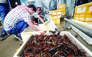 龙虾的销售市场怎么样（上海龙虾一条街一天能卖多少龙虾）