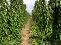 山药长哪里（山药植物长啥样）