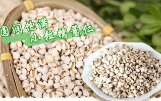 薏仁米哪里的好（哪里薏米仁最好）
