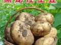 东北哪里产土豆（东北哪里产土豆最多）