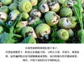 芥菜疙瘩哪里买（芥菜疙瘩哪里能买到）