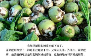 芥菜疙瘩哪里买（芥菜疙瘩哪里能买到）