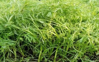 芦蒿是种在水里好还是在干地里好,芦蒿一般长在哪里
