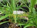 马来西亚有什么纪念品,班兰叶在什么地方有买