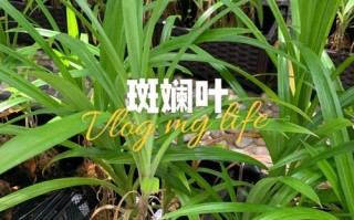 马来西亚有什么纪念品,班兰叶在什么地方有买