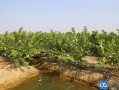 中国哪里有芭乐（中国哪里有芭乐种植基地）