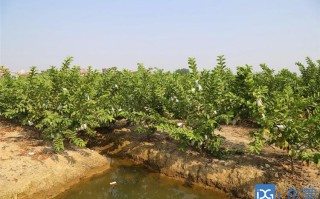 中国哪里有芭乐（中国哪里有芭乐种植基地）