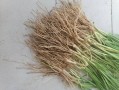 韭菜根哪里买（韭菜根哪里买最正宗）