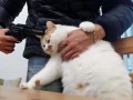 猫咪打哪里没事（猫咪打哪里没事就是不叫）