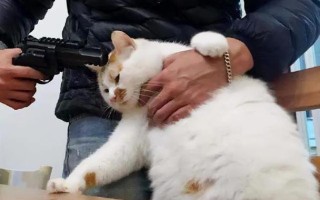 猫咪打哪里没事（猫咪打哪里没事就是不叫）
