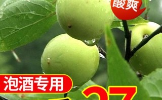 哪里的青梅品种最好,哪里的青梅最好吃