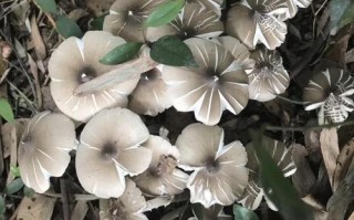 哪里养菌菇（什么菌类适合在黑暗中生长）