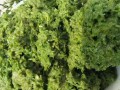 韭菜花哪里可以吃（韭菜花哪里可以吃啊）
