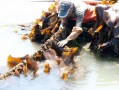 哪里需要海带（我们吃的海带是海里长出来的还是人工种植的）