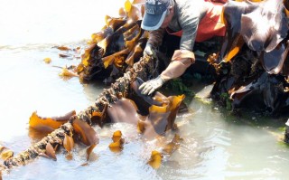 哪里需要海带（我们吃的海带是海里长出来的还是人工种植的）