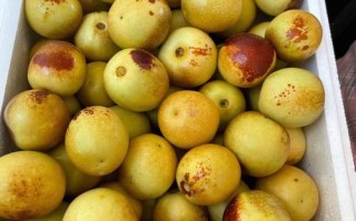 哪里产冬枣（哪里生产的冬枣比较好吃价格还实惠呢）
