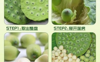 莲蓬怎么挑才好吃,莲蓬哪里的好吃又便宜