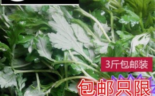 新鲜的艾叶哪里有卖（新鲜的艾叶哪里有卖的）