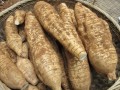 生葛根怎么处理,新鲜葛根哪里有卖的