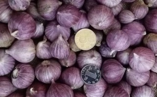 紫皮大蒜哪里的最好（独头蒜哪里产的最好）