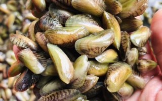 海瓜子是哪里的（海瓜子是哪里的特产）