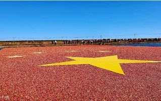 中国哪里产蔓越莓（世界上最大的蔓越莓生产基地）