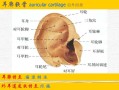 耳根骨哪里（耳根骨在哪儿?）