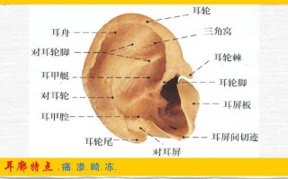耳根骨哪里（耳根骨在哪儿?）