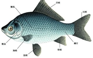 鱼的筋在哪里（鲤鱼的筋在什么部位）
