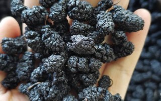 桑葚干哪里的好（中国桑葚哪个产地最好）