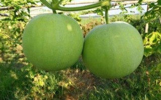 香芋冬瓜是哪里的（香芋冬瓜的种植方法）