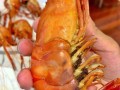 虾有记怎么样（虾有几秒的记忆）