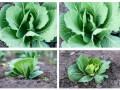 白菜子在哪里（白菜子在哪里生长）