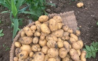 中国三大土豆之乡,土豆哪里最好吃