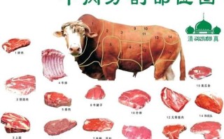 牛肉在消化道里的消化过程，求答案，急急急急,哪里吃牛头宴最正宗