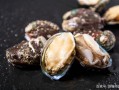 中国哪里鲍鱼最好（最好的鲍鱼产地是哪里）
