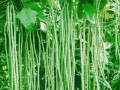 南方哪里豆角多（南方哪里豆角多一点）