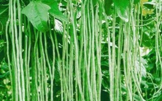 南方哪里豆角多（南方哪里豆角多一点）