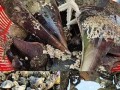 海南赶海最佳地点排行榜,哪里有海鱼卖