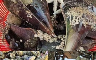 海南赶海最佳地点排行榜,哪里有海鱼卖