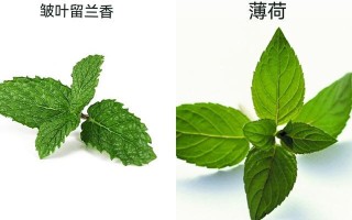 哪里吃薄荷（哪里吃薄荷叶,狗肉粉）
